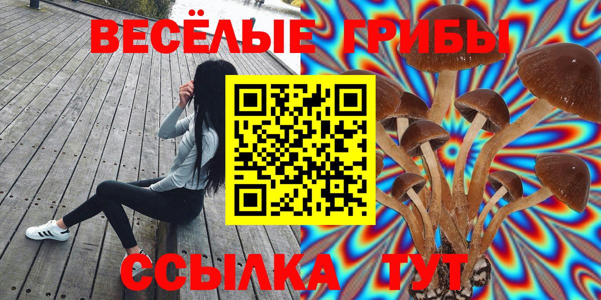 Псилоцибиновые грибы Psilocybine cubensis Вязники